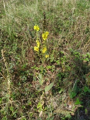 Verbascum