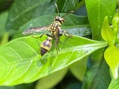 Ropalidia flavobrunnea