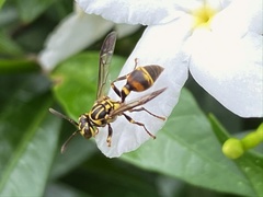 Ropalidia flavobrunnea