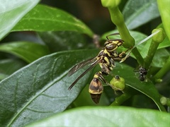 Ropalidia flavobrunnea