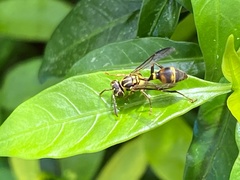 Ropalidia flavobrunnea
