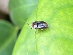 Geocoris flaviceps