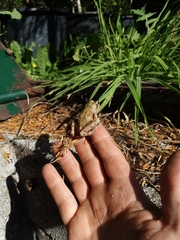 Rana temporaria