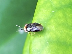 Geocoris flaviceps