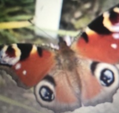 Aglais io