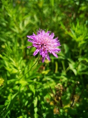 Knautia arvensis