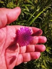 Knautia arvensis