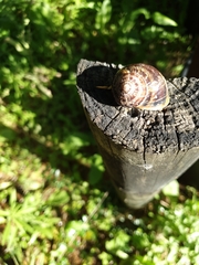 Cornu aspersum