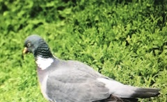 Columba palumbus