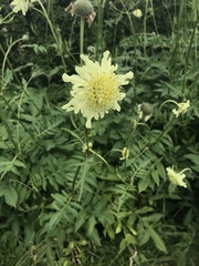 Cephalaria