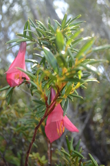 Philesia magellanica