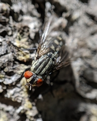 Sarcophagidae
