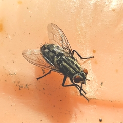 Sarcophagidae