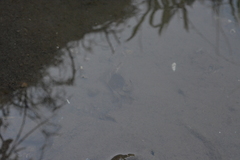 Parathelphusa convexa