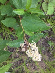 Ceanothus americanus