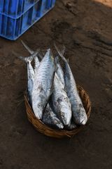 Scomberomorus commerson