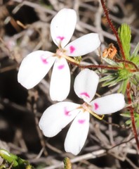 Stylidium repens