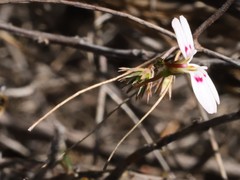 Stylidium repens