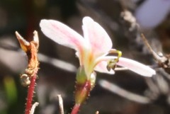 Stylidium repens