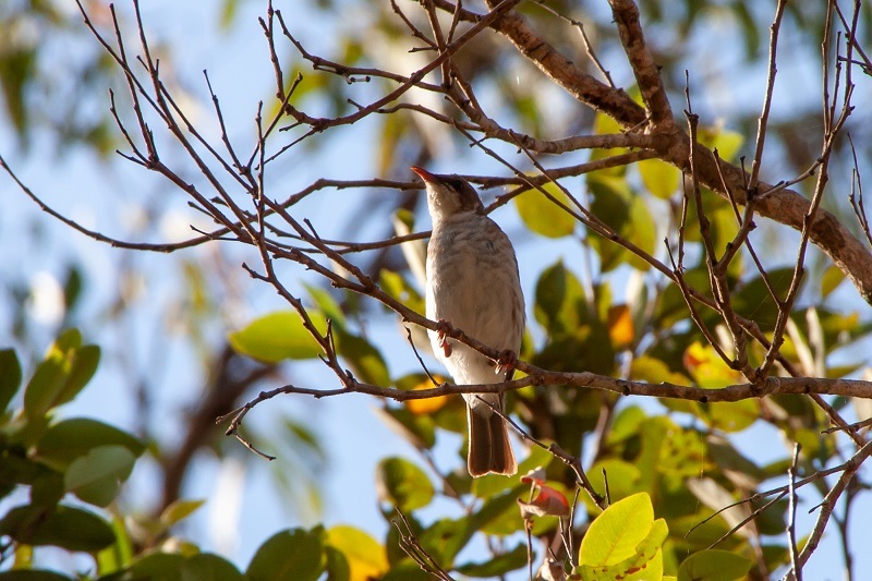 Brown-backed Honeyeater (Ramsayornis modestus)