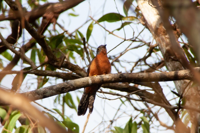 Chestnut-breasted Cuckoo (Cacomantis castaneiventris)