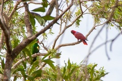 Eclectus roratus