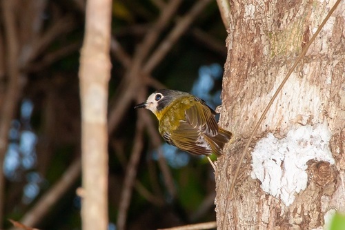 White-faced Robin (Eopsaltria leucops), photo 5