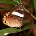 Praetaxila segecia - Photo (c) dhfischer,  זכויות יוצרים חלקיות (CC BY-NC), uploaded by dhfischer