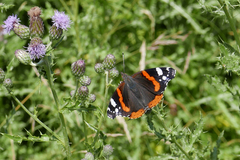 Vanessa atalanta