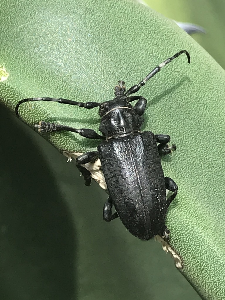 Acanthoderes funeraria