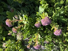 Hylotelephium anacampseros