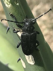 Acanthoderes funeraria