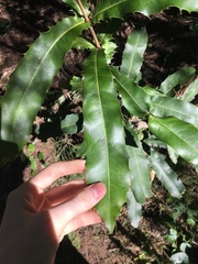 Macadamia integrifolia