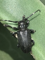 Acanthoderes funeraria