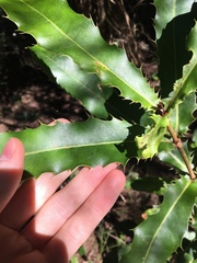Macadamia integrifolia