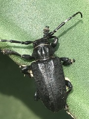 Acanthoderes funeraria