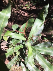 Macadamia integrifolia