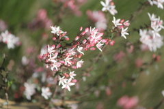 Leionema hillebrandii