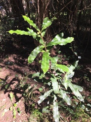 Macadamia integrifolia