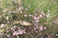Leionema hillebrandii