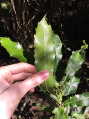 Macadamia integrifolia