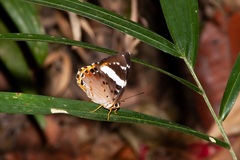 Praetaxila segecia