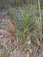 Macrozamia pauli-guilielmi