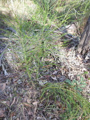 Macrozamia pauli-guilielmi