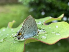 Hypolycaena sipylus
