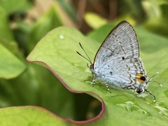 Hypolycaena sipylus