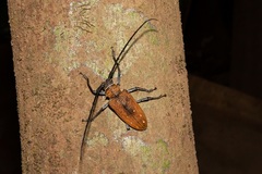 Batocera laena