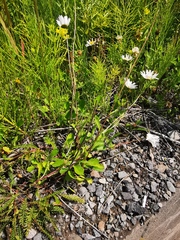Leucanthemum vulgare