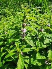 Mentha canadensis