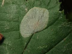 Phyllonorycter coryli